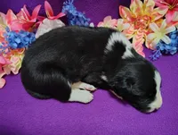 Ally, a female Border Collie for sale in Norborne, MO – Photo 6 of 10