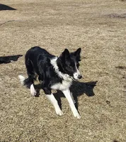 Ally, a female Border Collie for sale in Norborne, MO – Photo 7 of 10