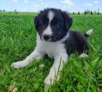 Finnley, a male Border Collie for sale in Norborne, MO – 5 of 10