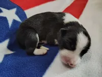 Denver, a male Border Collie for sale in Norborne, MO – Photo 7 of 9