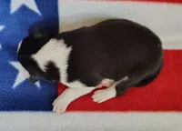 Denver, a male Border Collie for sale in Norborne, MO – Photo 3 of 9