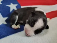 Denver, a male Border Collie for sale in Norborne, MO – Photo 6 of 9