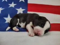 Denver, a male Border Collie for sale in Norborne, MO – Photo 4 of 9