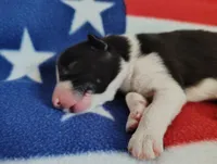 Denver, a male Border Collie for sale in Norborne, MO – Photo 5 of 9