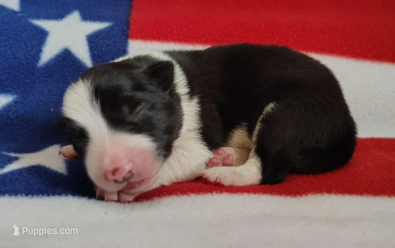 Denver – Border Collie puppy for sale in Norborne, MO