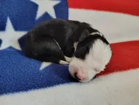 Skipper, a male Border Collie for sale in Norborne, MO – Photo 6 of 10