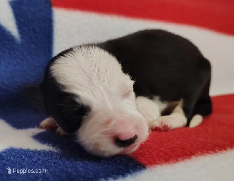 Skipper – Border Collie puppy for sale in Norborne, MO