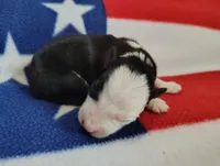 Skipper, a male Border Collie for sale in Norborne, MO – Photo 5 of 10