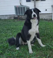 Skipper, a male Border Collie for sale in Norborne, MO – Photo 9 of 10