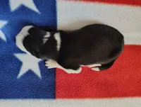 Skipper, a male Border Collie for sale in Norborne, MO – Photo 7 of 10