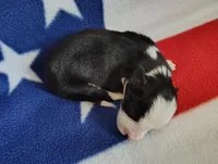 Skipper, a male Border Collie for sale in Norborne, MO – Photo 8 of 10