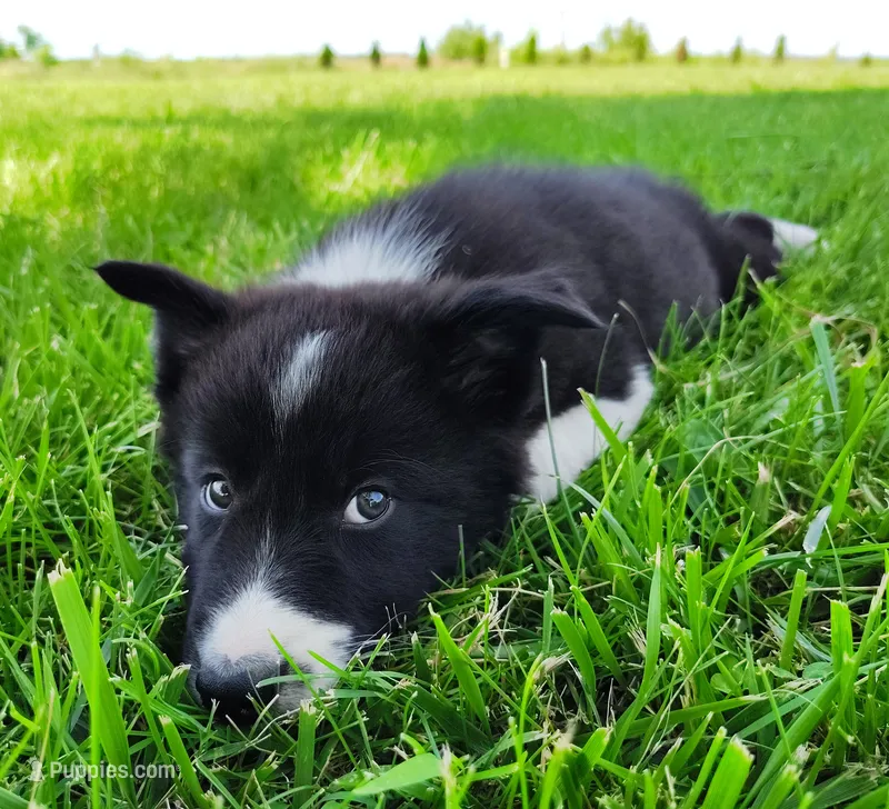 Giligan – Border Collie puppy for sale in Norborne, MO