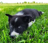 Giligan, a male Border Collie for sale in Norborne, MO – 4 of 10