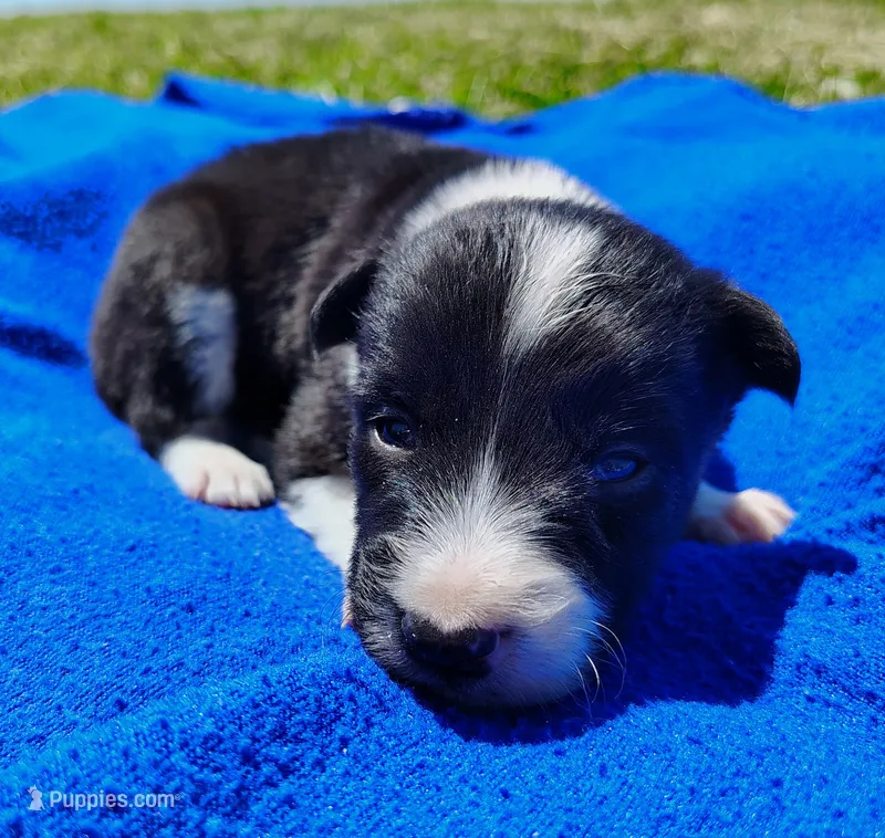Giligan – Border Collie puppy for sale in Norborne, MO