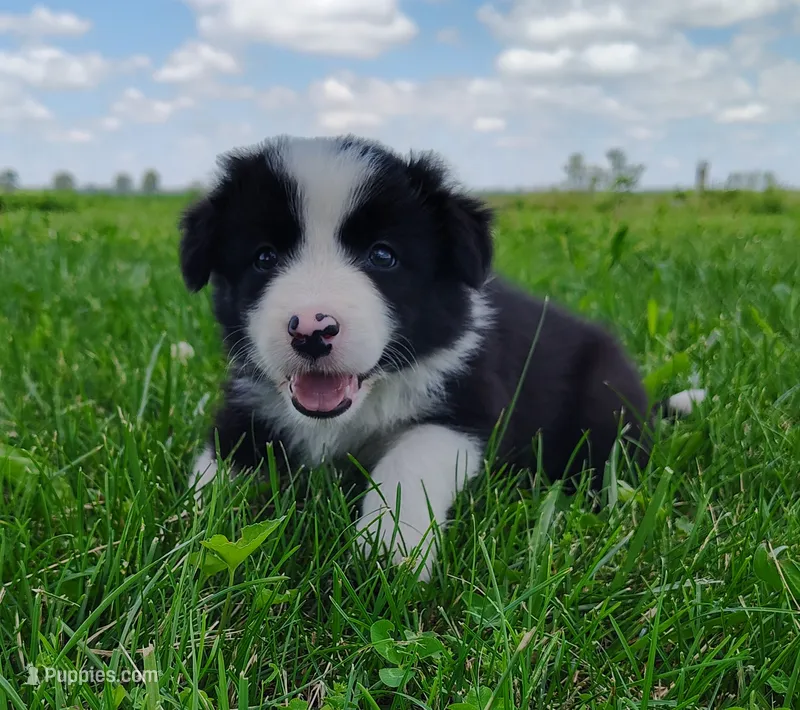 Eco – Border Collie puppy for sale in Norborne, MO