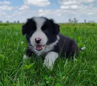 Echo, a female Border Collie for sale in Norborne, MO – 1 of 10