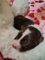 processed/517ea65b-dc8e-4fbc-93a1-ef0a2ba06102/listing/82cee887-4849-458c-b5c7-3e98c710f8a1/42c6d21f-0470-41ab-994b-fb898b51a0c2