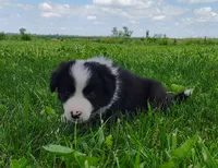 Echo, a female Border Collie for sale in Norborne, MO – 7 of 10