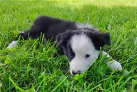 Skipper, a male Border Collie for sale in Norborne, MO – 2 of 10
