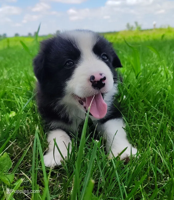 Echo – Border Collie puppy for sale in Norborne, MO