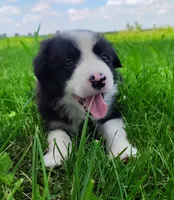 Echo, a female Border Collie for sale in Norborne, MO – 4 of 10