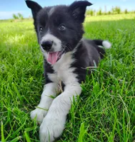 Giligan, a male Border Collie for sale in Norborne, MO – 3 of 10