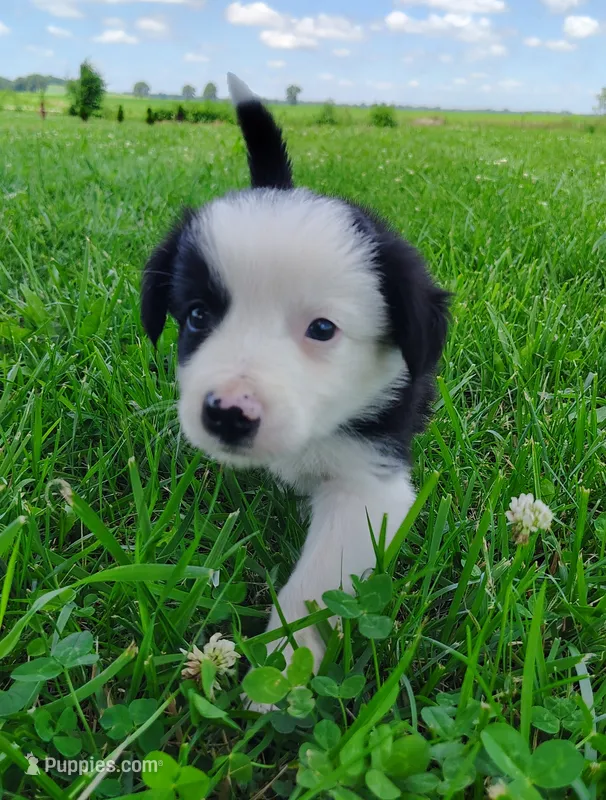Skipper – Border Collie puppy for sale in Norborne, MO