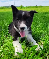 Giligan, a male Border Collie for sale in Norborne, MO – 9 of 10