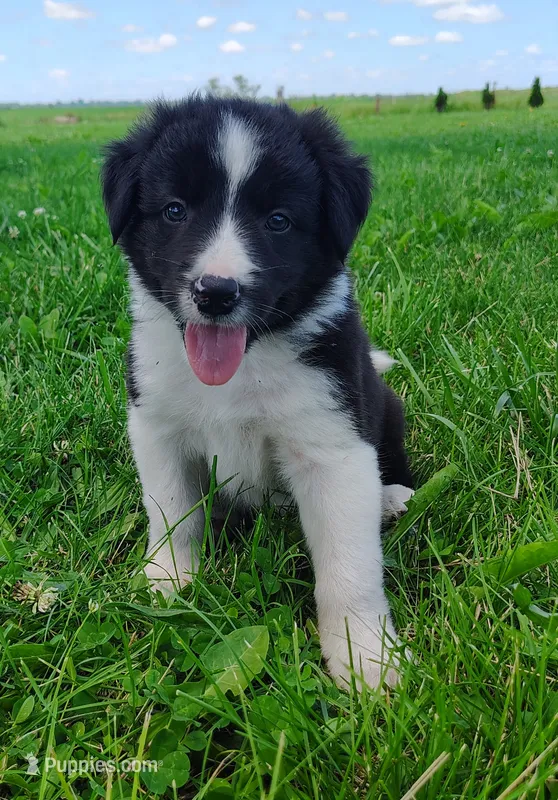 Finnley – Border Collie puppy for sale in Norborne, MO