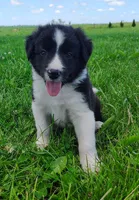 Finnley, a male Border Collie for sale in Norborne, MO – 2 of 10