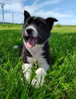 Giligan, a male Border Collie for sale in Norborne, MO – 6 of 10