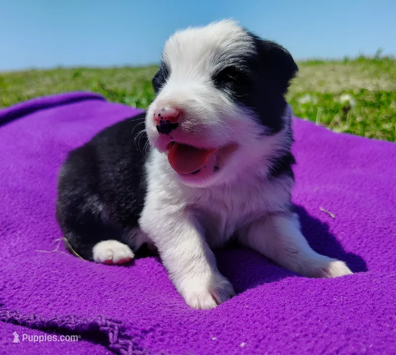 Gloria  – Border Collie puppy for sale in Norborne, MO