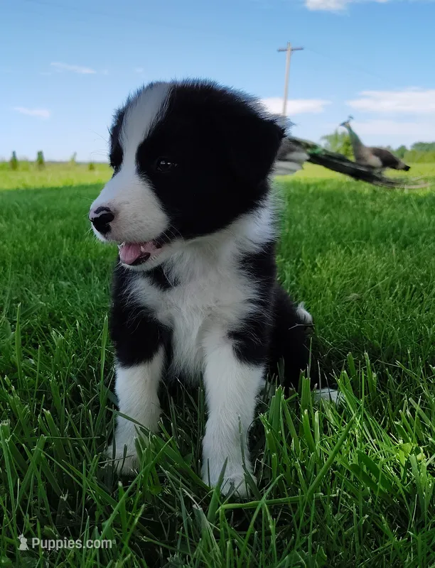 Echo – Border Collie puppy for sale in Norborne, MO