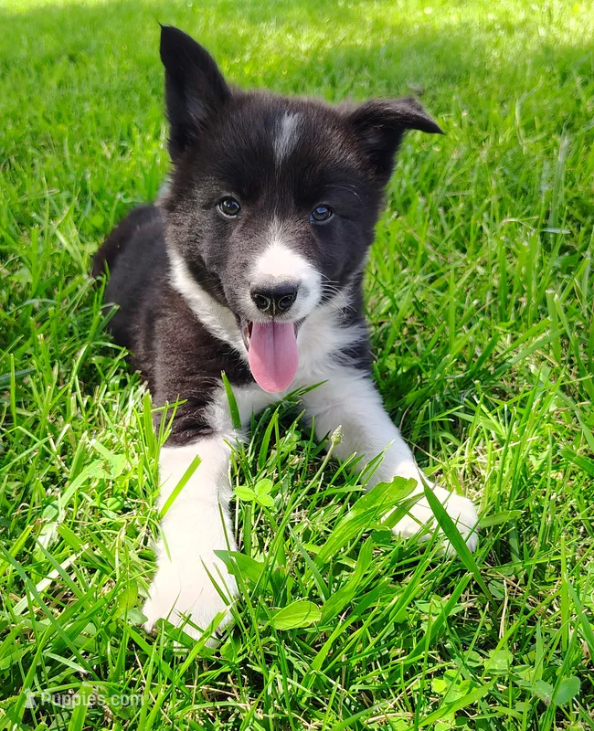 Giligan – Border Collie puppy for sale in Norborne, MO