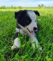 Skipper, a male Border Collie for sale in Norborne, MO – 9 of 10