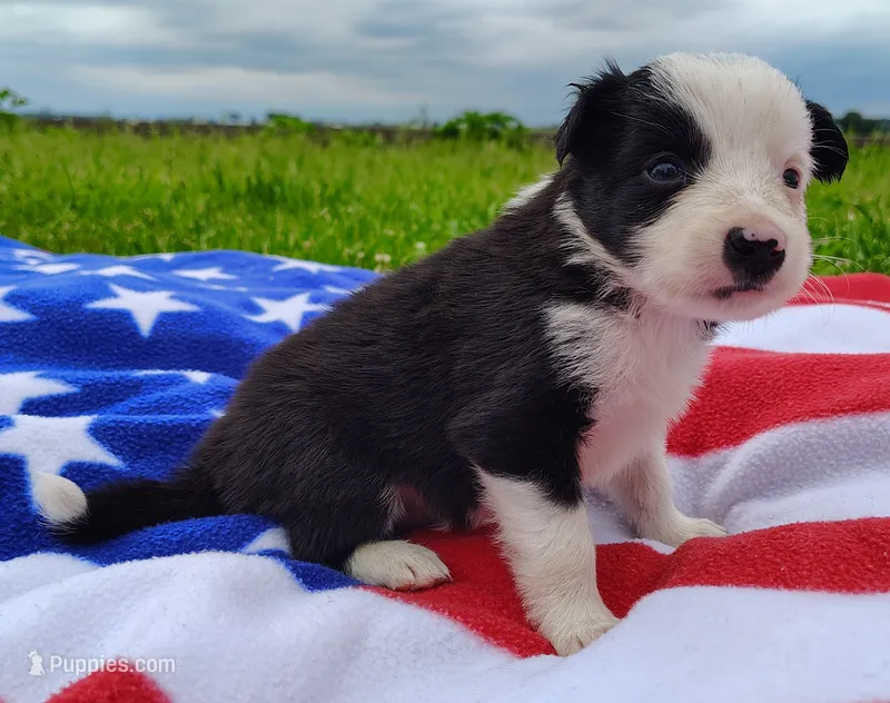 Skipper – Border Collie puppy for sale in Norborne, MO