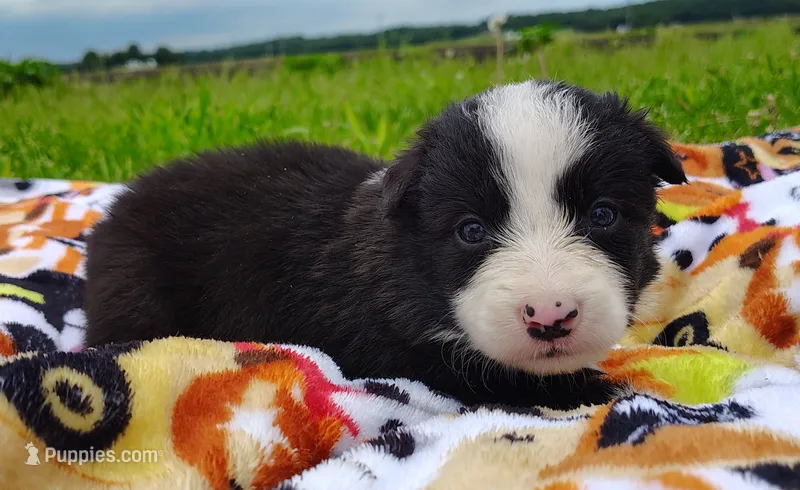 Eco – Border Collie puppy for sale in Norborne, MO