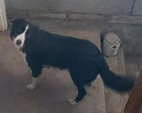 Finnley, a male Border Collie for sale in Norborne, MO – 10 of 10