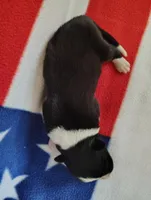 Finnley, a male Border Collie for sale in Norborne, MO – Photo 6 of 10