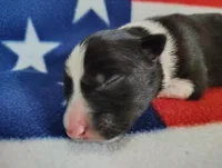 Finnley, a male Border Collie for sale in Norborne, MO – Photo 8 of 10