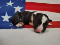 Finnley, a male Border Collie for sale in Norborne, MO – Photo 5 of 10