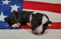 Finnley, a male Border Collie for sale in Norborne, MO – Photo 2 of 10