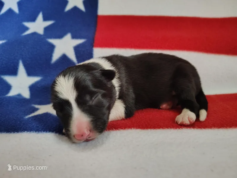 Finnley – Border Collie puppy for sale in Norborne, MO