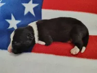 Finnley, a male Border Collie for sale in Norborne, MO – Photo 7 of 10