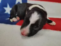 Finnley, a male Border Collie for sale in Norborne, MO – Photo 3 of 10