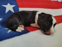 Finnley, a male Border Collie for sale in Norborne, MO – Photo 4 of 10