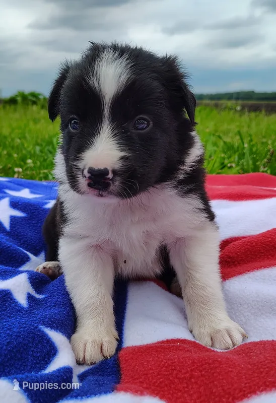Finnley – Border Collie puppy for sale in Norborne, MO