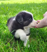 Echo, a female Border Collie for sale in Norborne, MO – 5 of 10