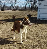 Chichi, a female Border Collie for sale in Norborne, MO – Photo 10 of 10