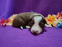 Chichi, a female Border Collie for sale in Norborne, MO – Photo 1 of 10